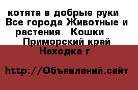 котята в добрые руки - Все города Животные и растения » Кошки   . Приморский край,Находка г.